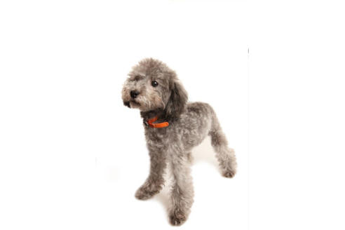 販売中のティーカッププードルの親犬